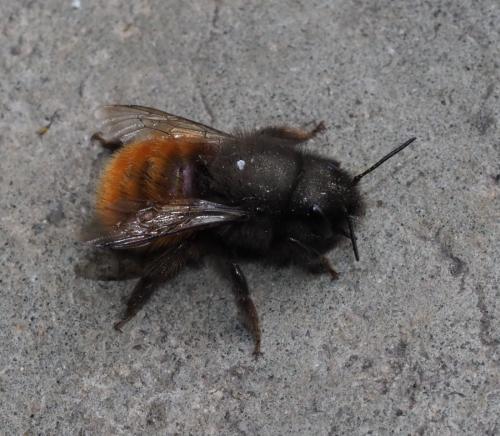 Osmia cornuta